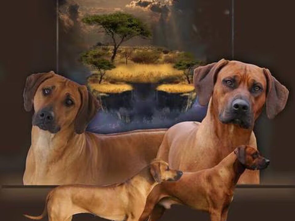 Pups van D Mollen van Maastrigt