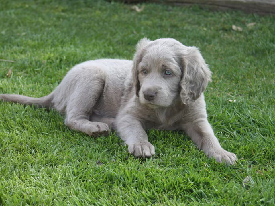 Pups van titeca micha