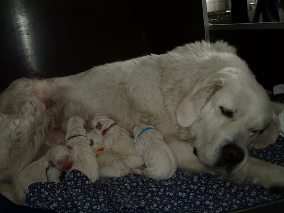 Pups van Tatrakennel "Z Siedmiu Pagorkow"
