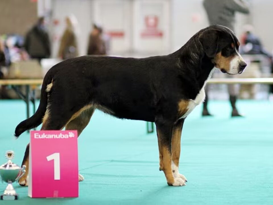 Pups van vom Surbach
