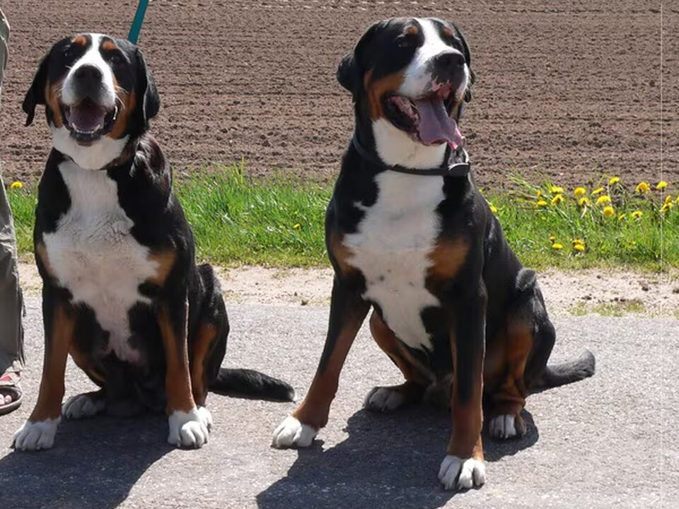 Pups van van Bonnebelle