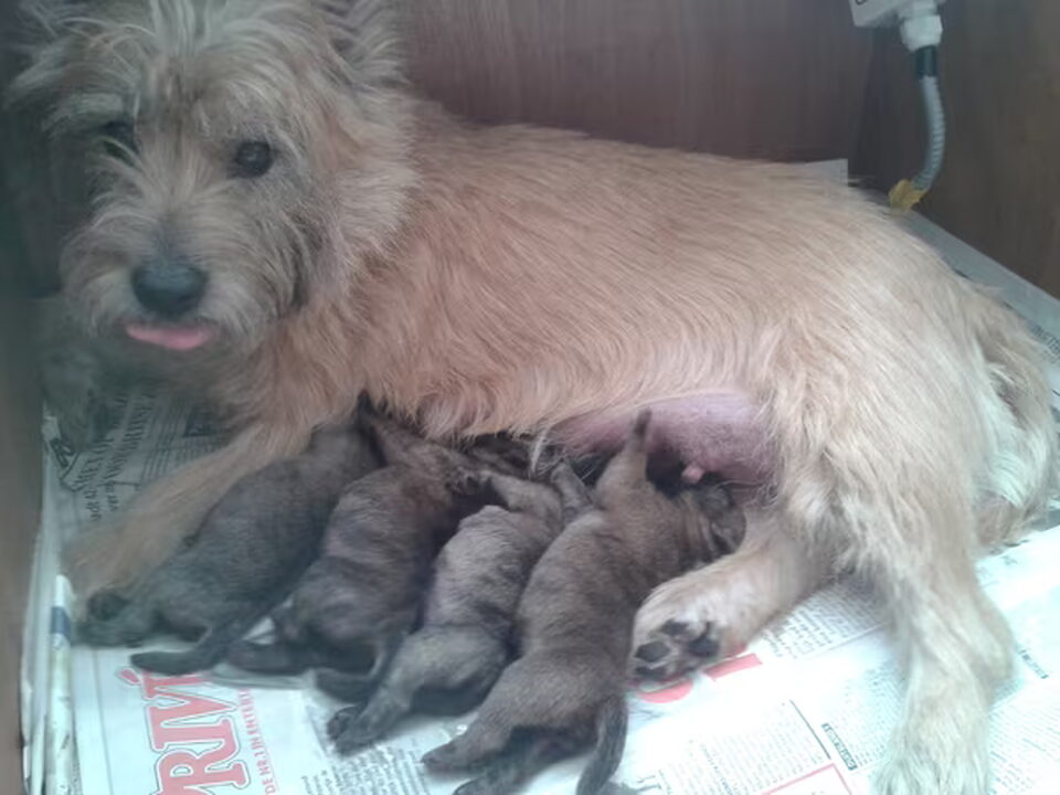 Pups van cairn fiestas