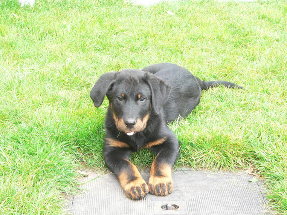 Pups van Van NN Stables