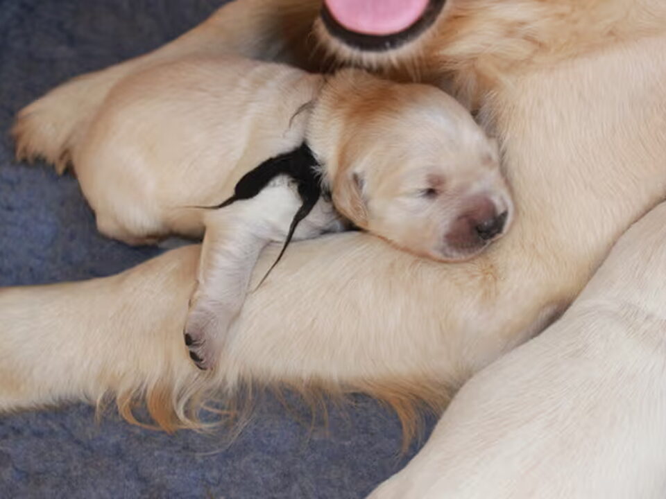 Pups van Triangle of Golden's