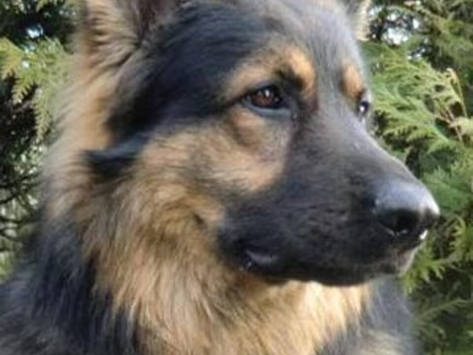 Foto van farmerhouserufan, ODH Kennel