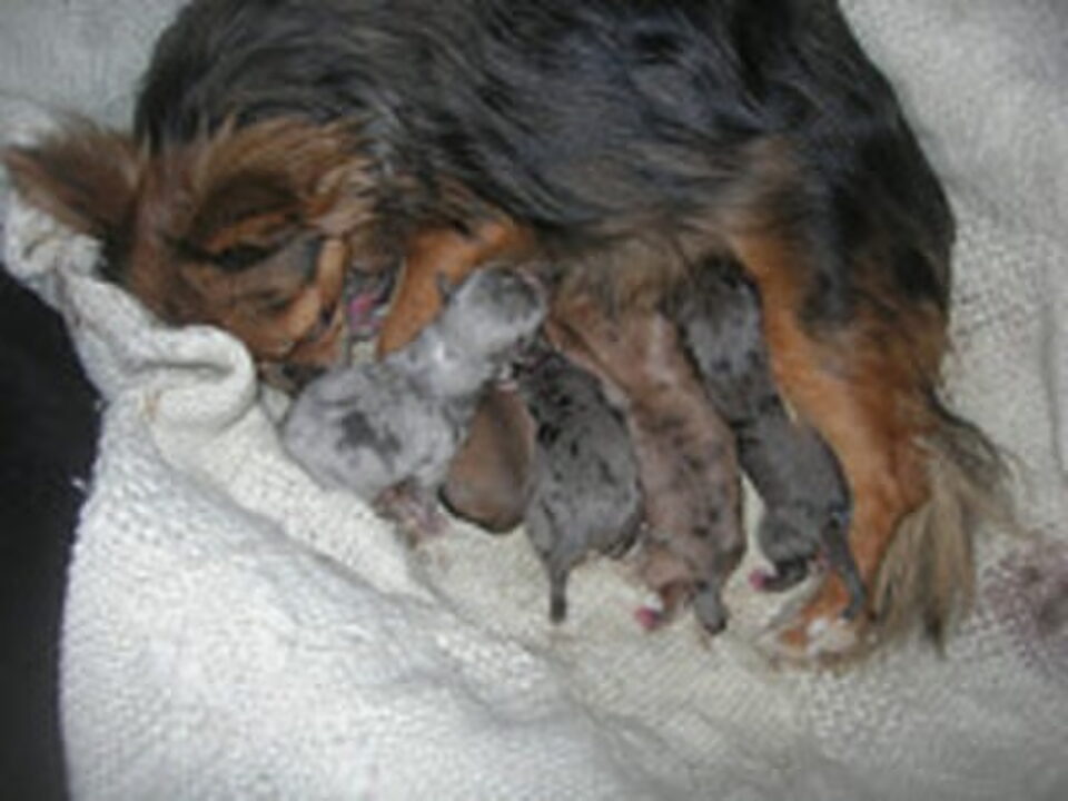 Pups van Slegs