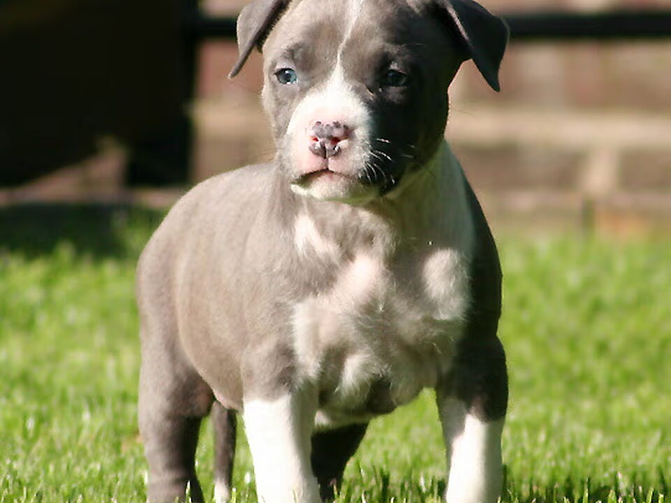 Pups van Stocky Rascals