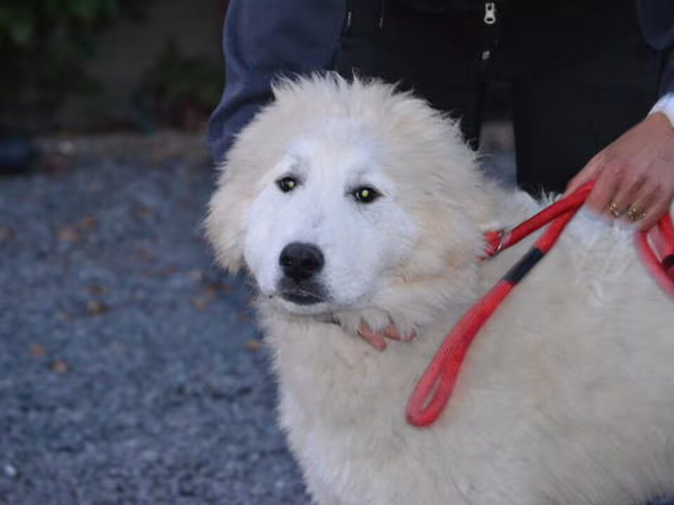 Pups van le roi du mont