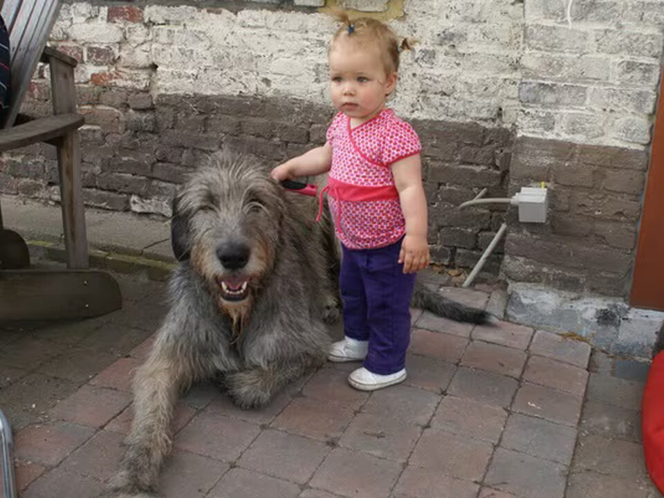 Foto van Gaelforce Irish Wolfhounds
