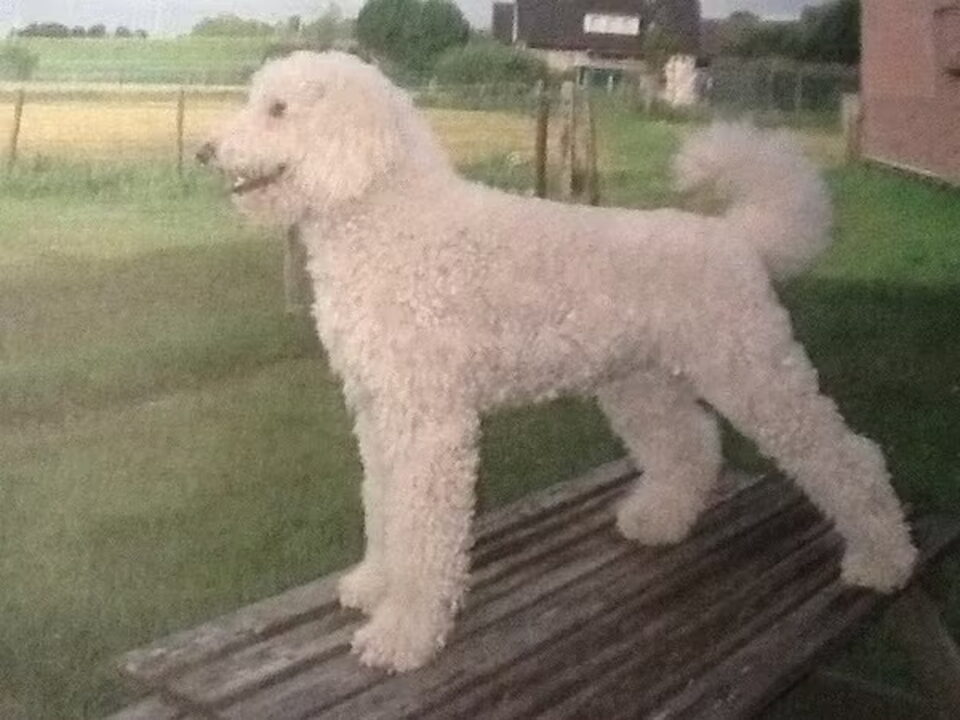 Pups van Fagel
