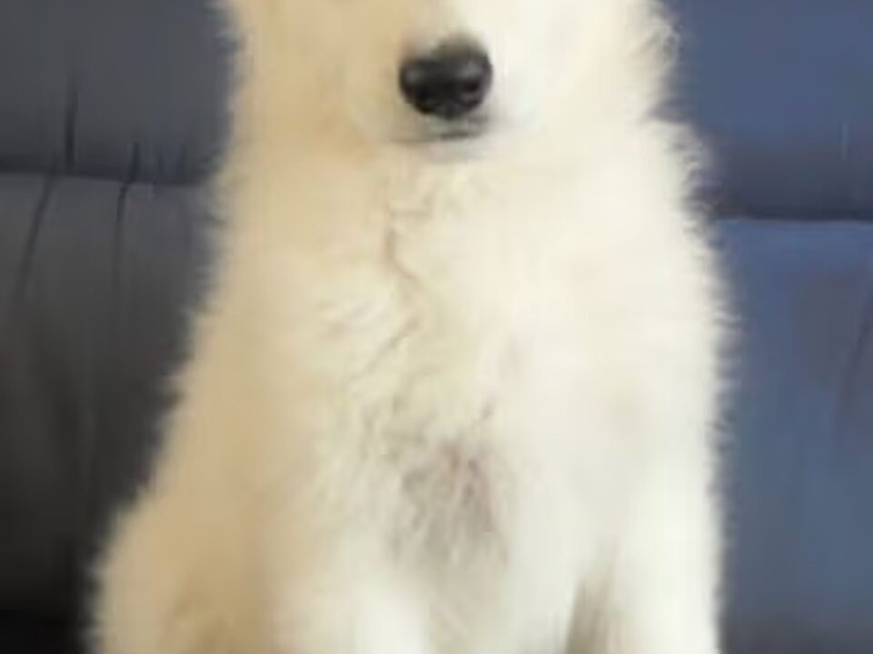 Pups van happywhitedogs