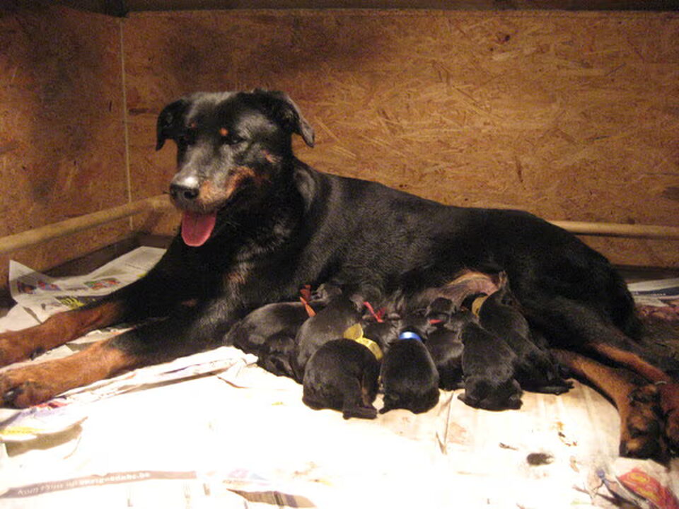 Pups van Le Gardien de Bon