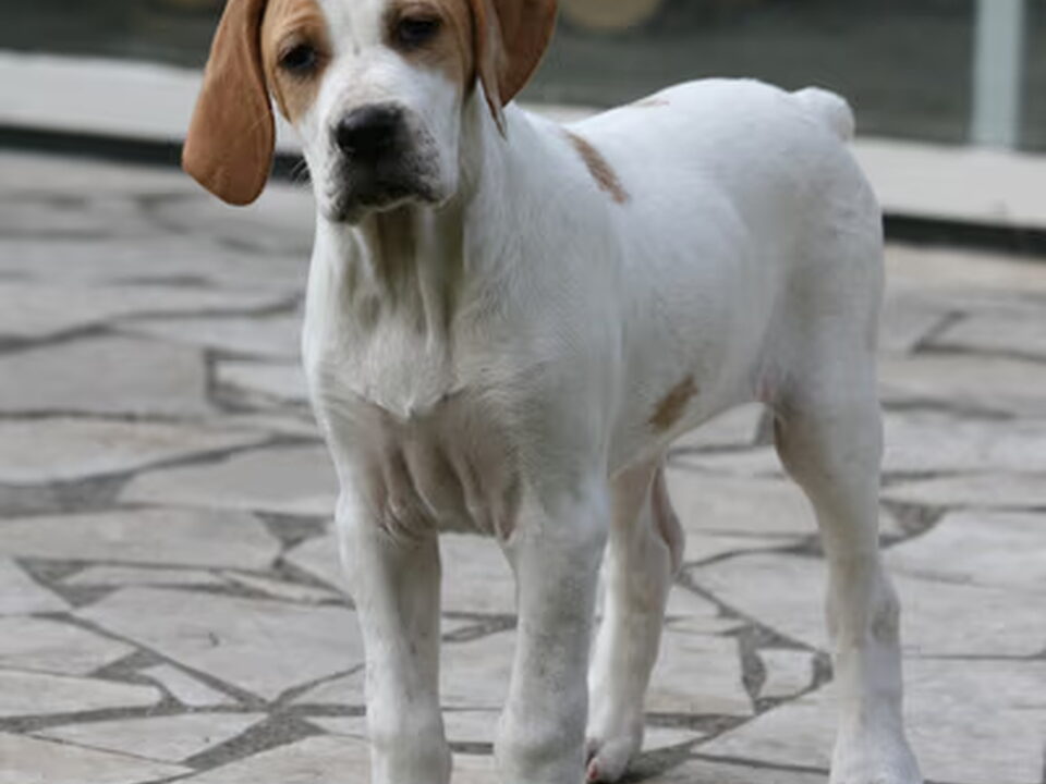 Pups van Marjolein Verharen Pointers