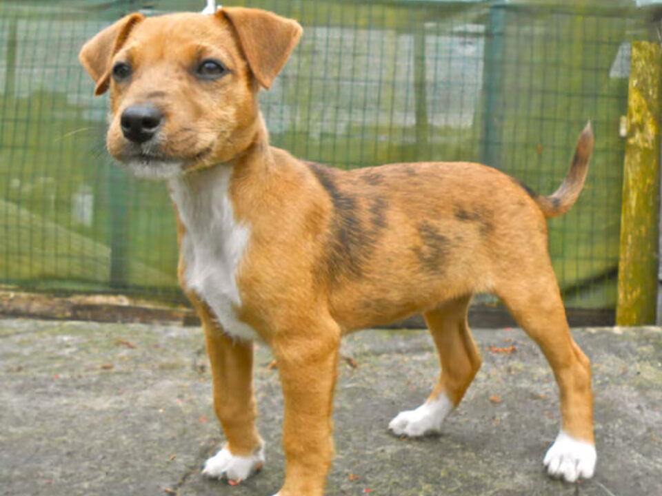 Pups van Luctor et Emergo