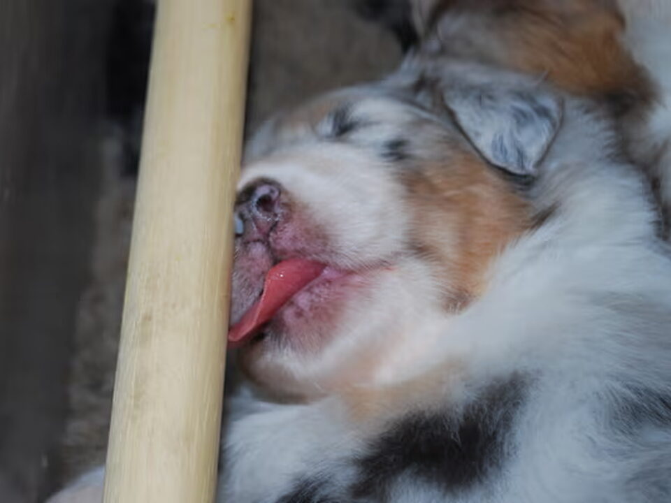 Pups van of Outback Valley