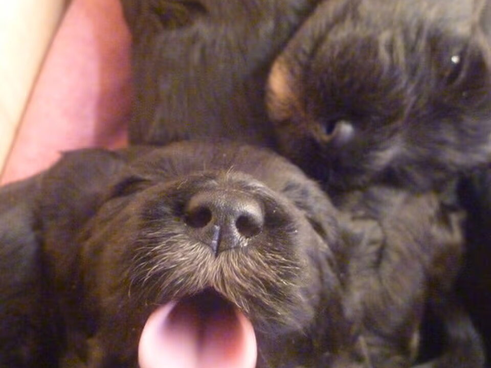 Pups van van nielen