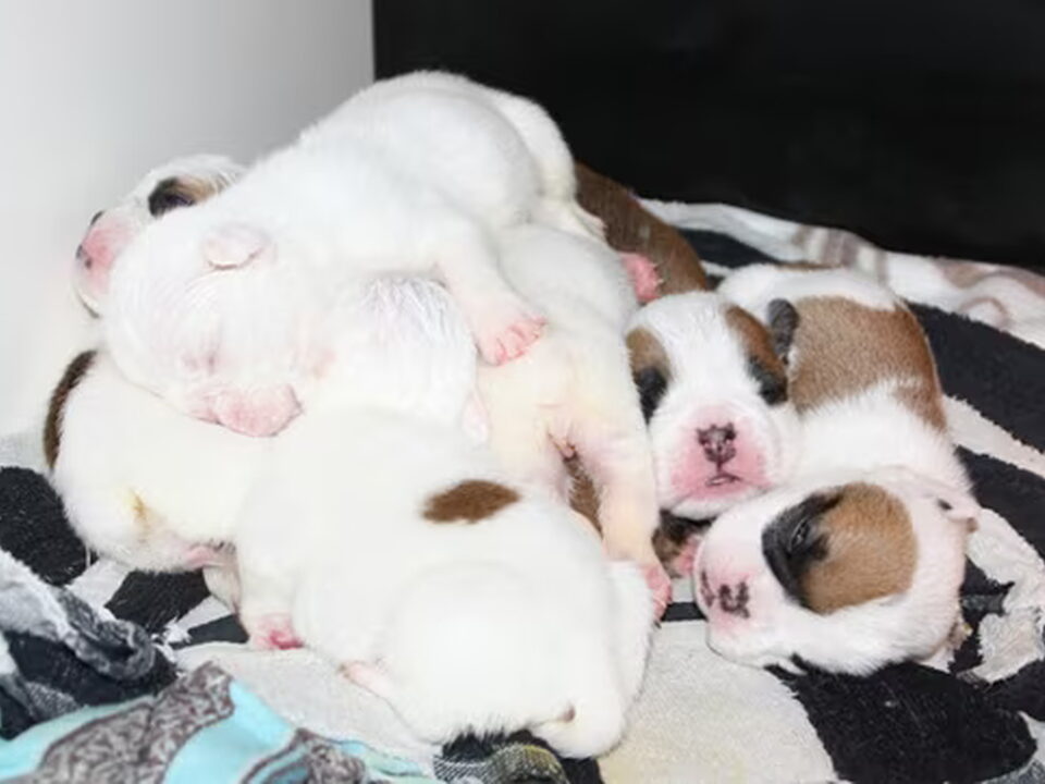 Pups van Engelse bulldog kennel "Of the Starlinebulls"
