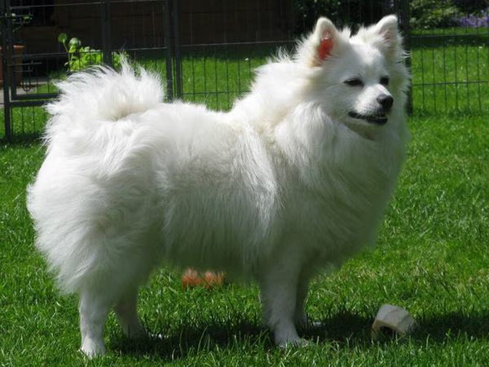 Pups van van het Bearehöfke