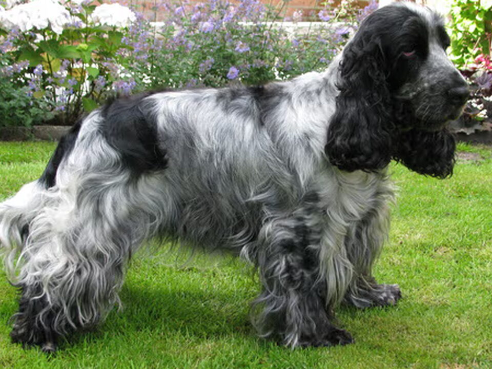 Pups van From Ila-Vera`s Field
