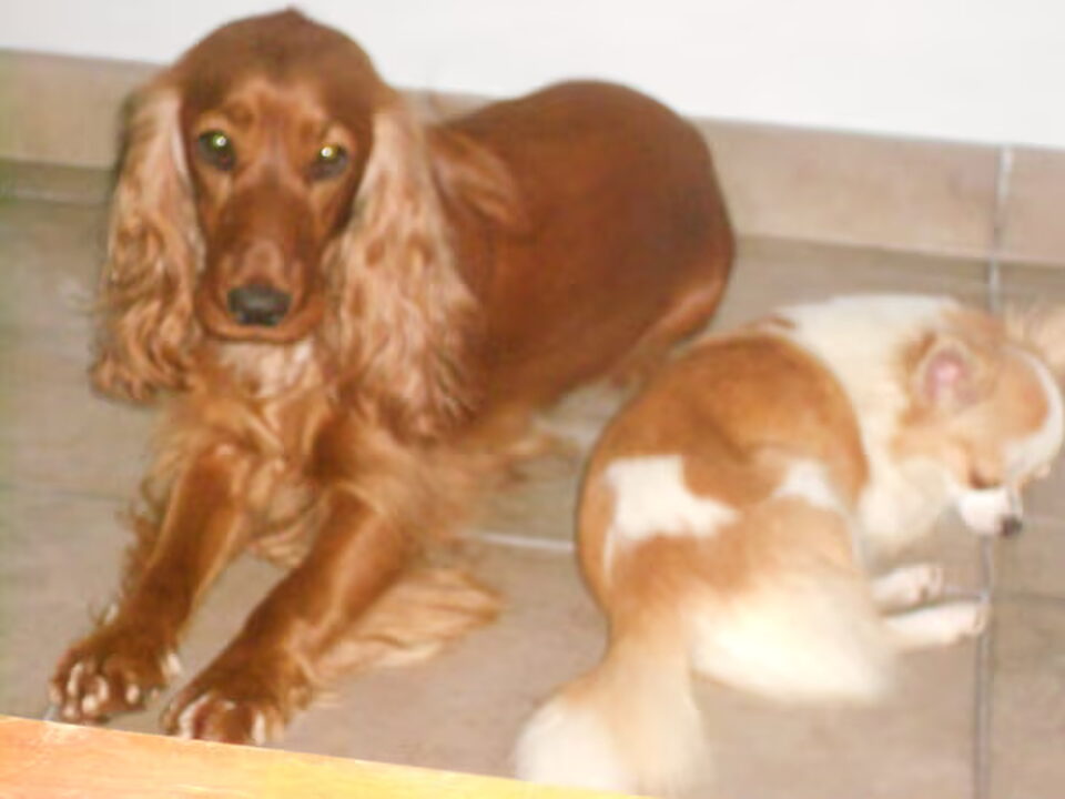 Pups van caroline