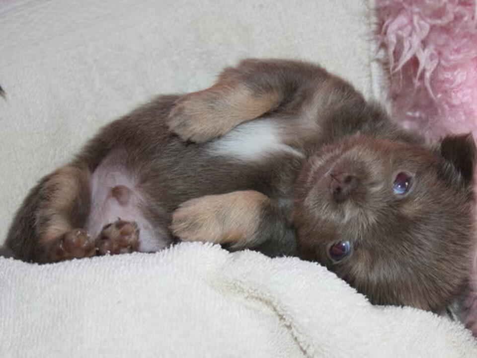 Pups van chikechihuahua