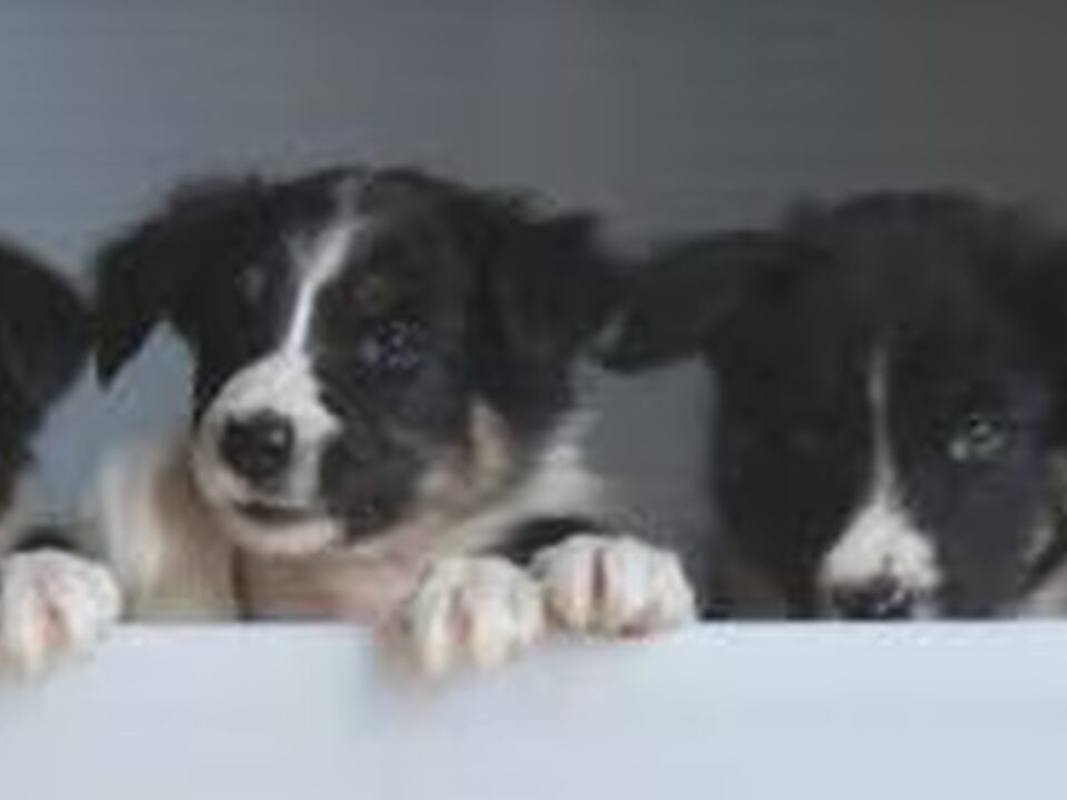 Pups van Purple Mountains