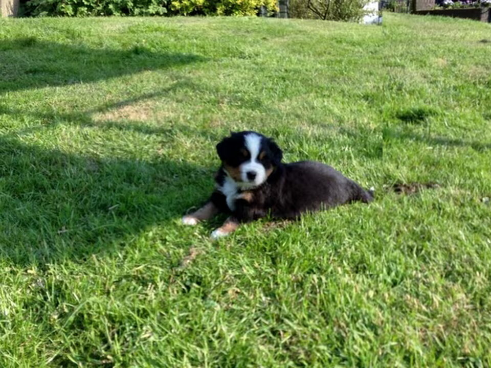 Pups van m zomer