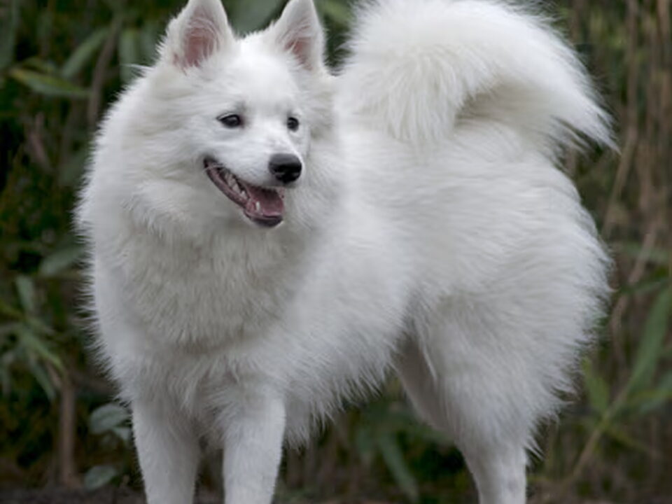 Grote Keeshond, wit