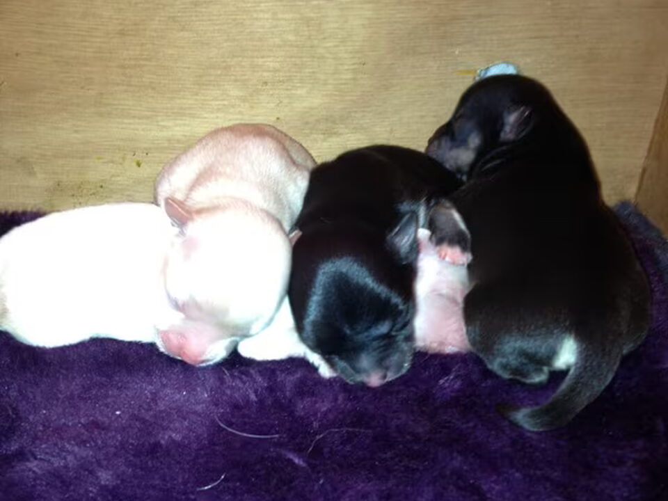 Pups van Kennel van Guldemond