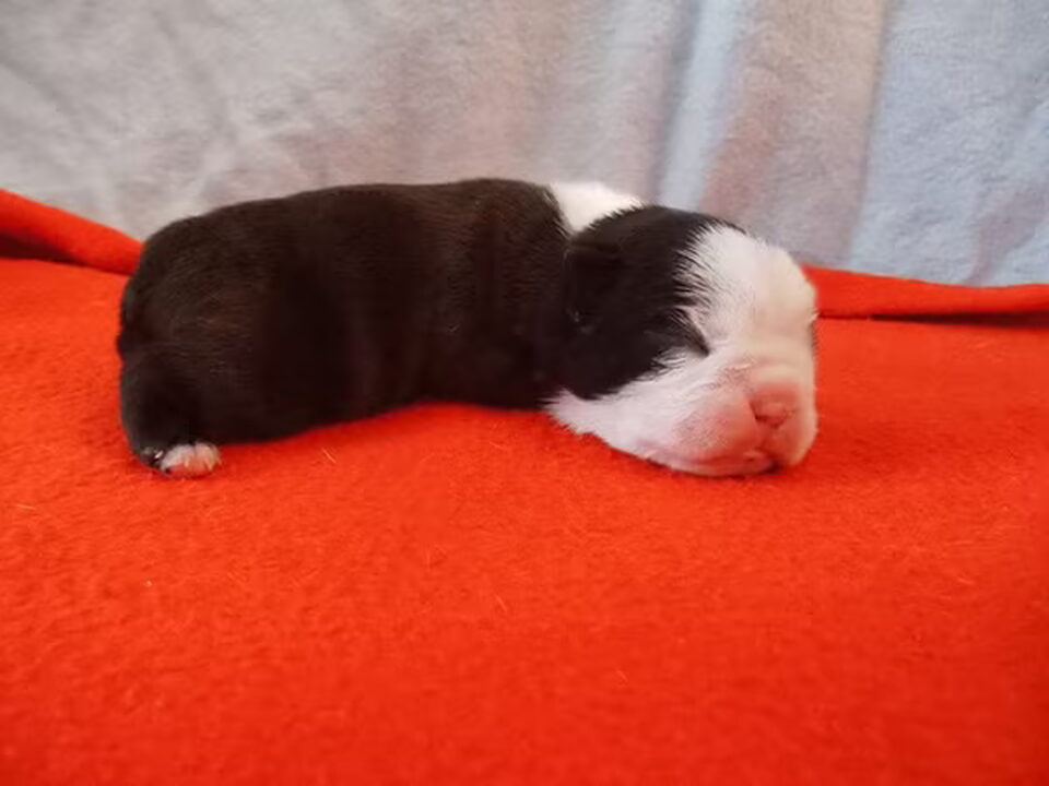 Pups van van renischa's stern
