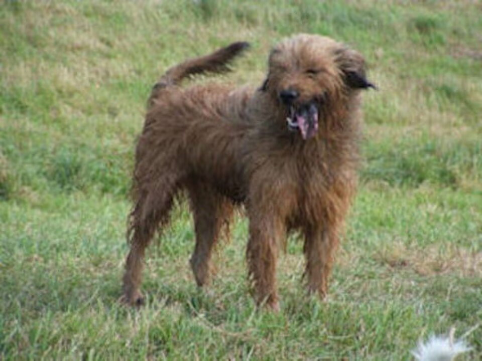 Pups van merza