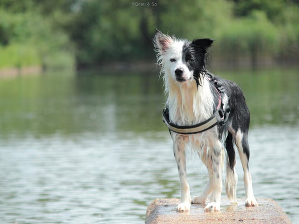Border Collie