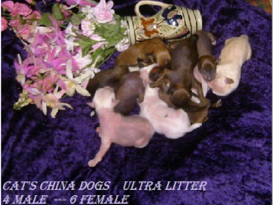 Pups van Cat's China Dogs