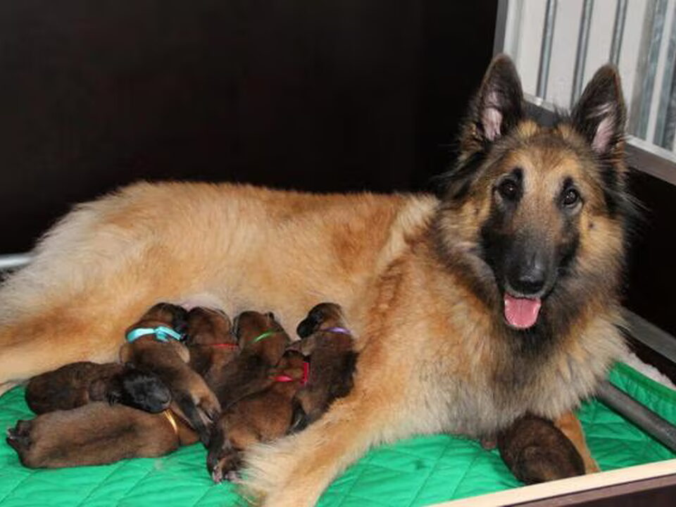 Pups van Van het Osscher Meer