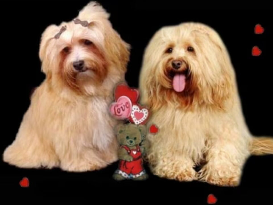 Pups van Kindly Sweetheart's