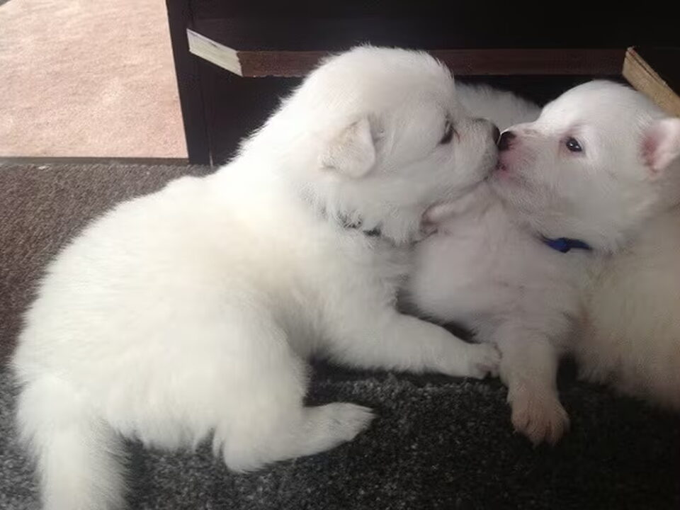 Pups van Ine & Ronnie Spooren