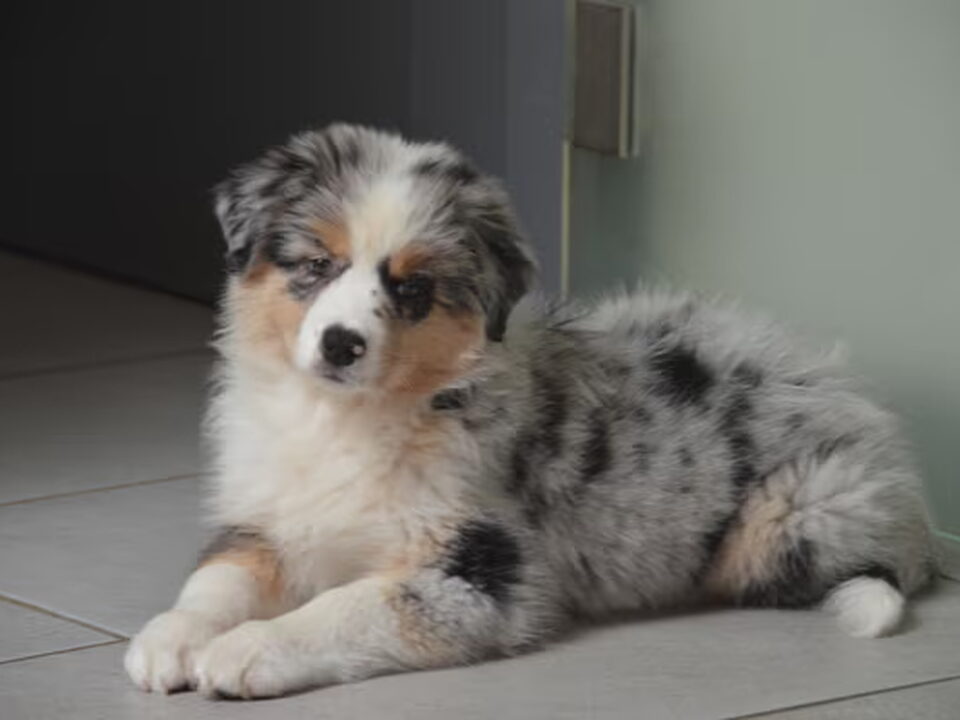 Foto van Jarnick's Aussieshome