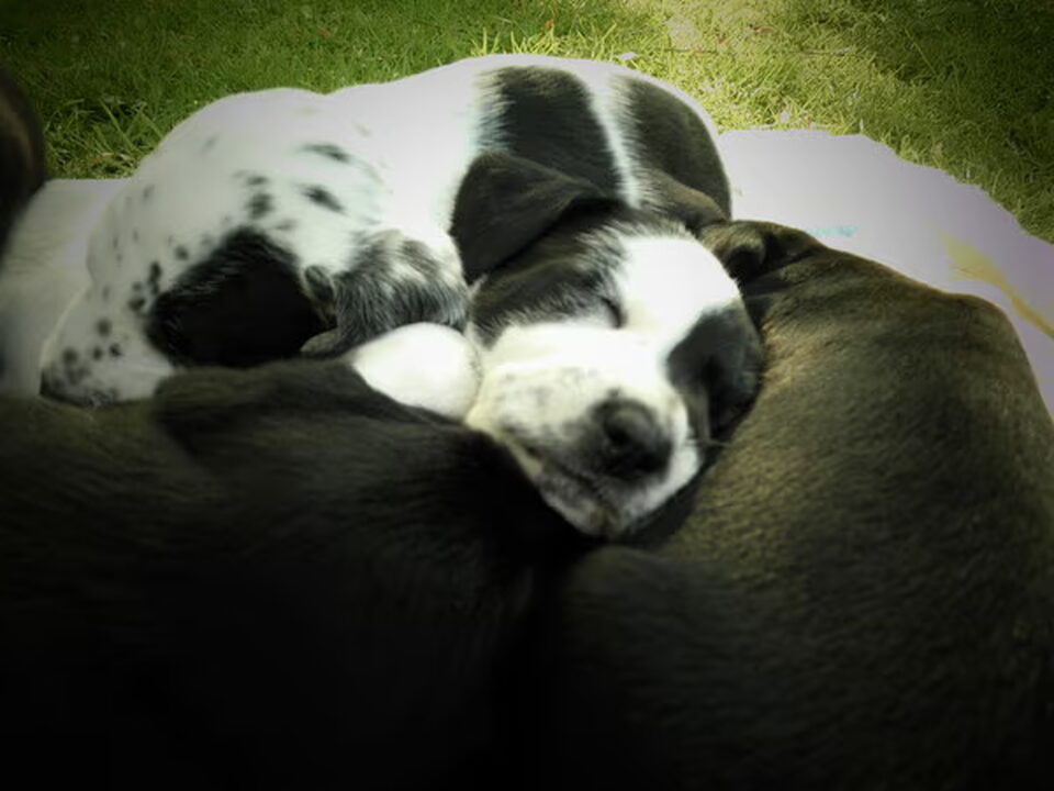 Pups van Eri Thijssen