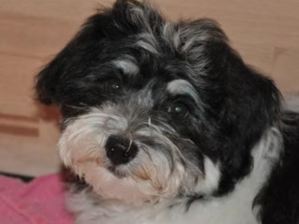 Pups van vom Dinkelschlößchen