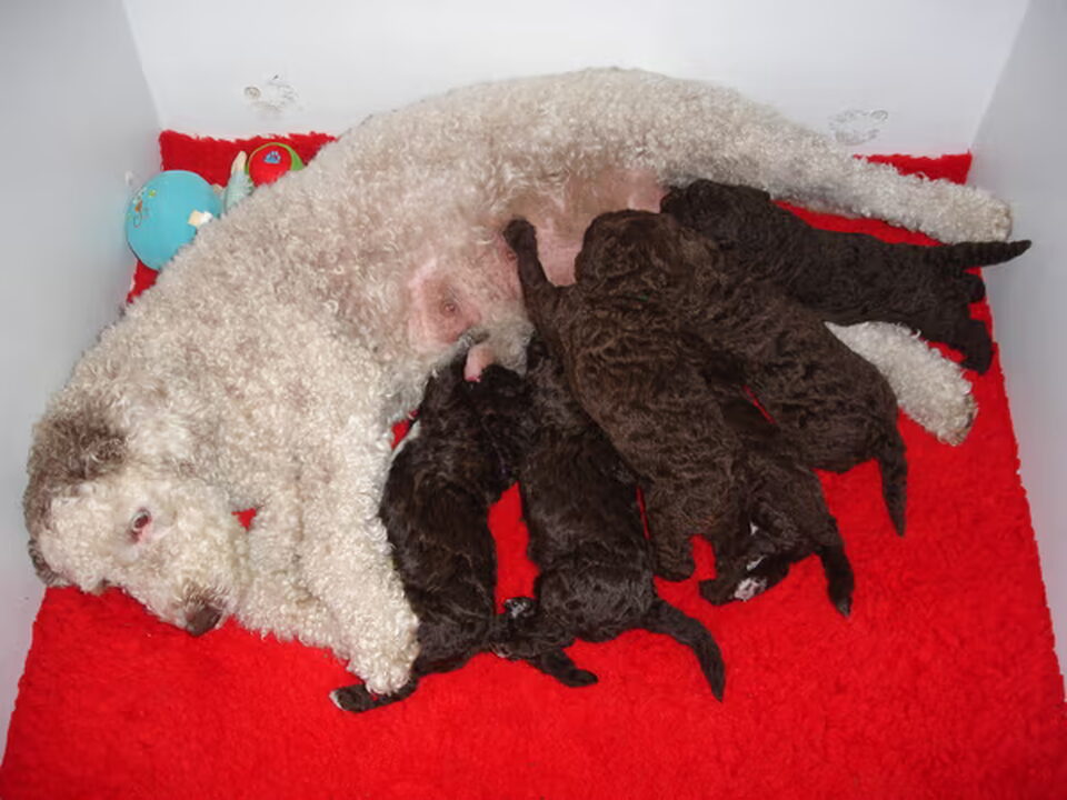 Pups van JASPERS