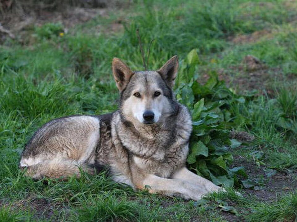 Saarlooswolfhond