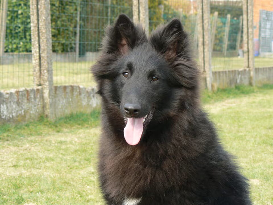 Foto van groenendaelkennel van Hof ter Brughe