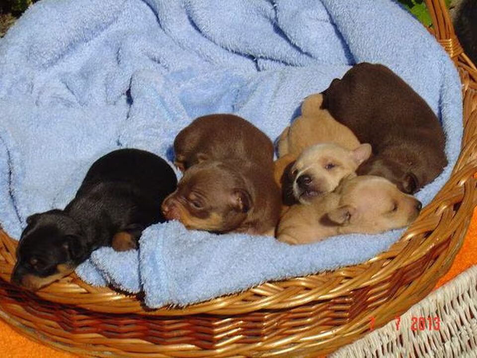 Pups van Familie Fischer uit Duitsland,Loningen