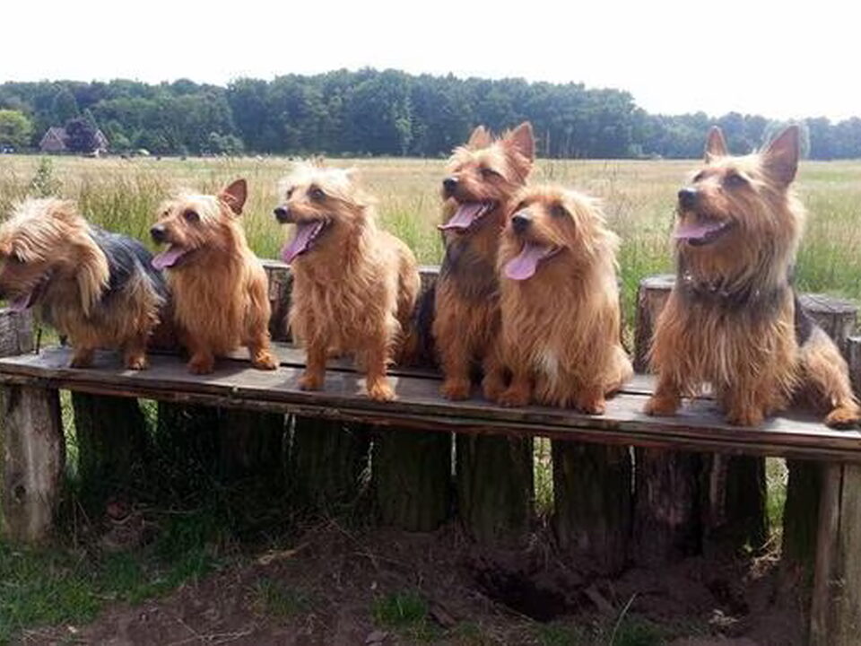 Foto van Australian Terrier, vom Schloss Mordor