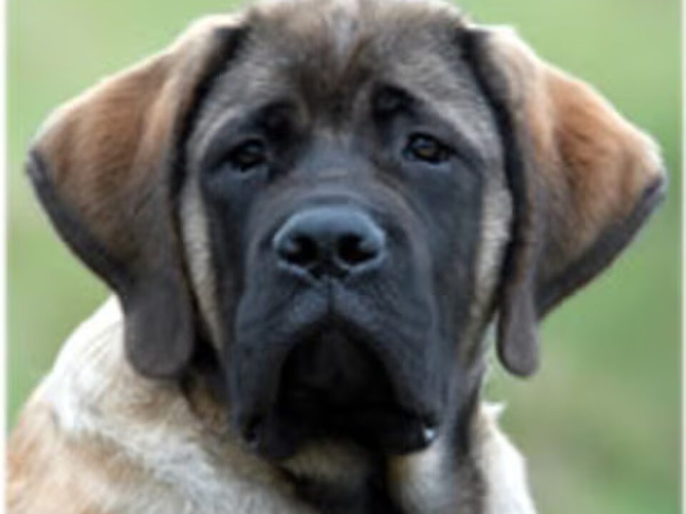 Mastiff