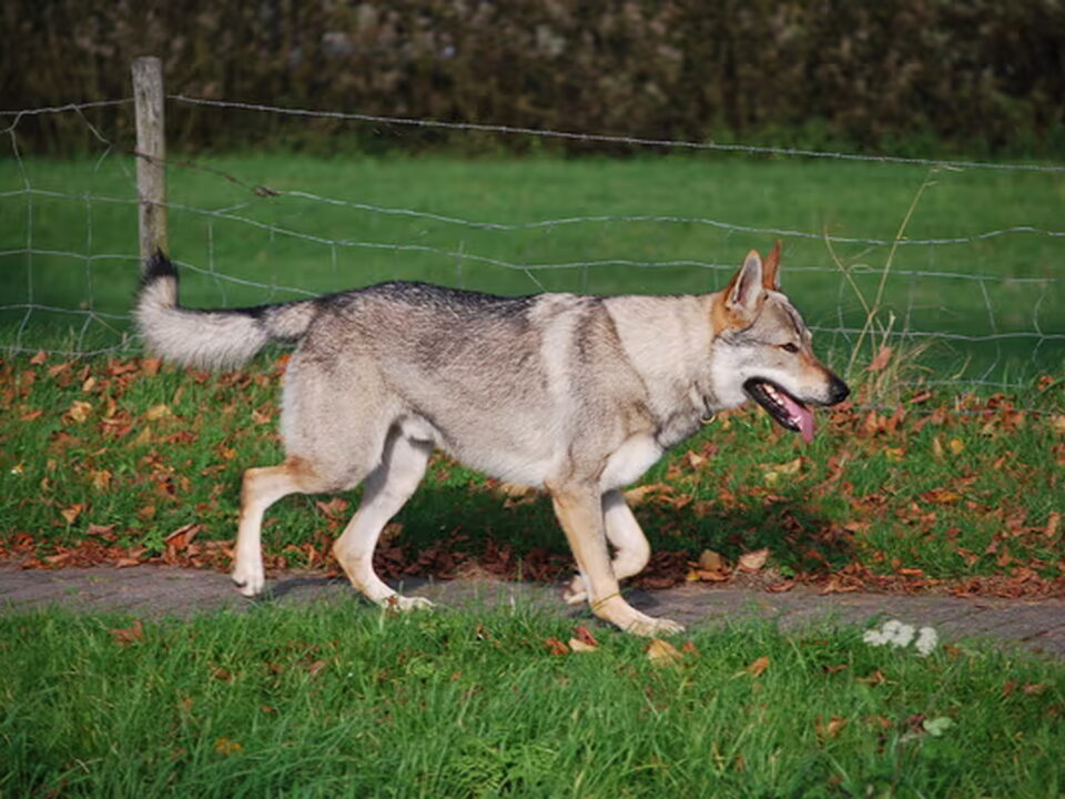 Tsjechoslowaakse Wolfhond