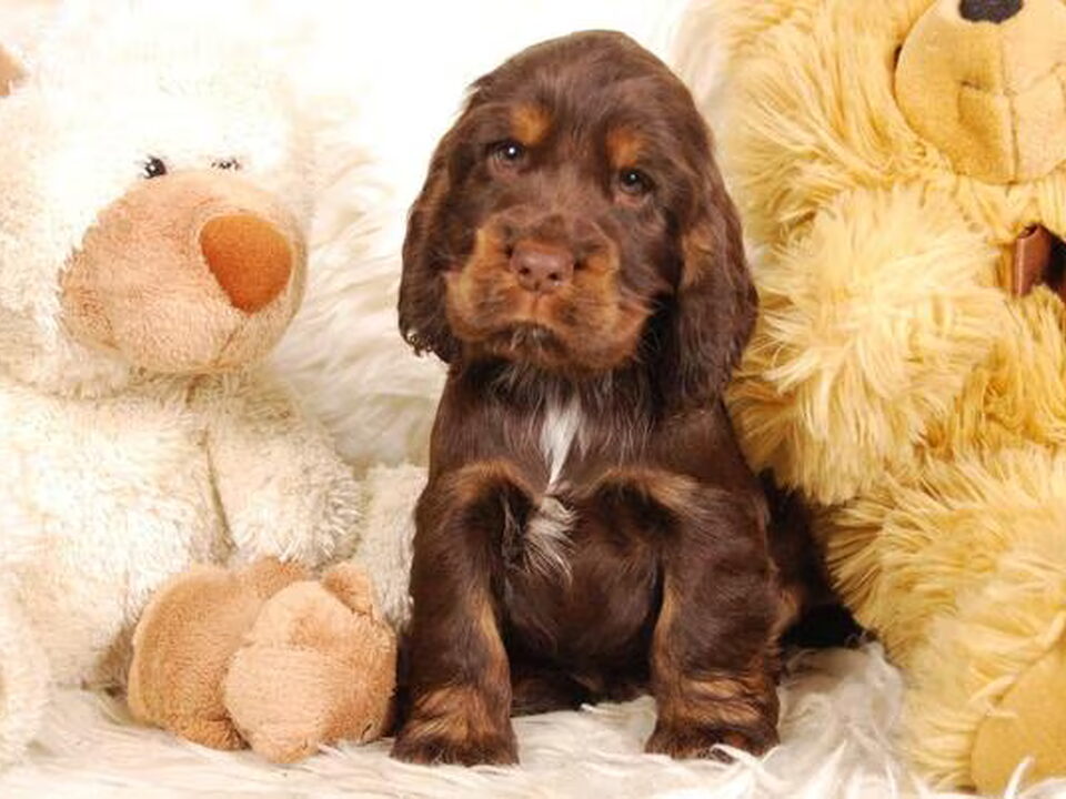 Pups van Csipirkei Cockers