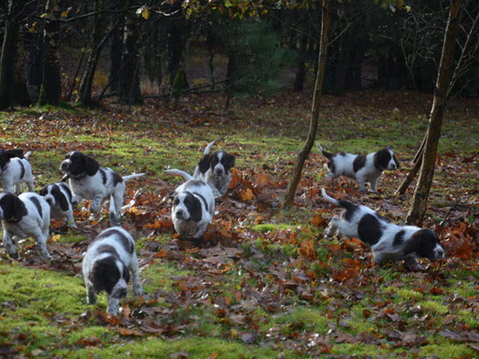Pups van E.S.S. v.d. Jorishoeve