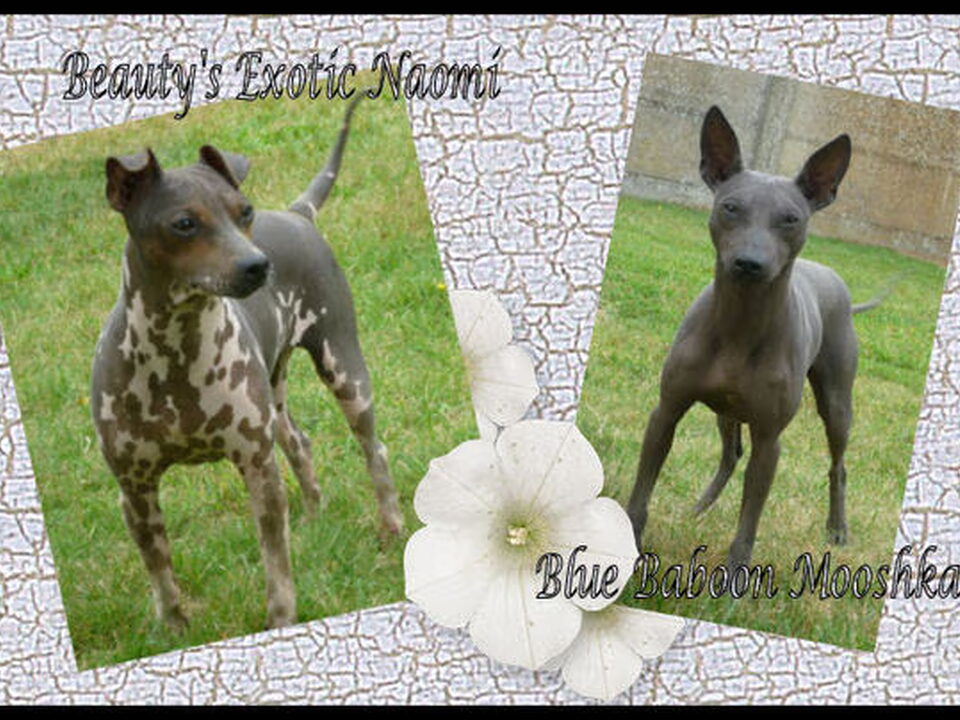 Pups van Caro Canou's