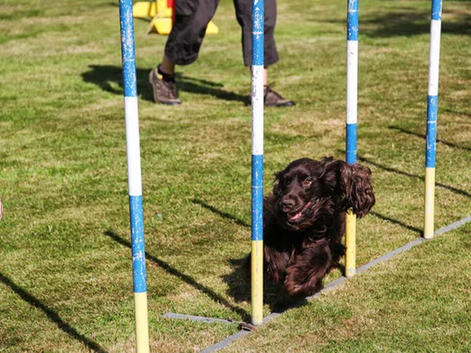 Foto van * Stand Your Ground * English Cocker Spaniel and Staffordshire Bull Terrier